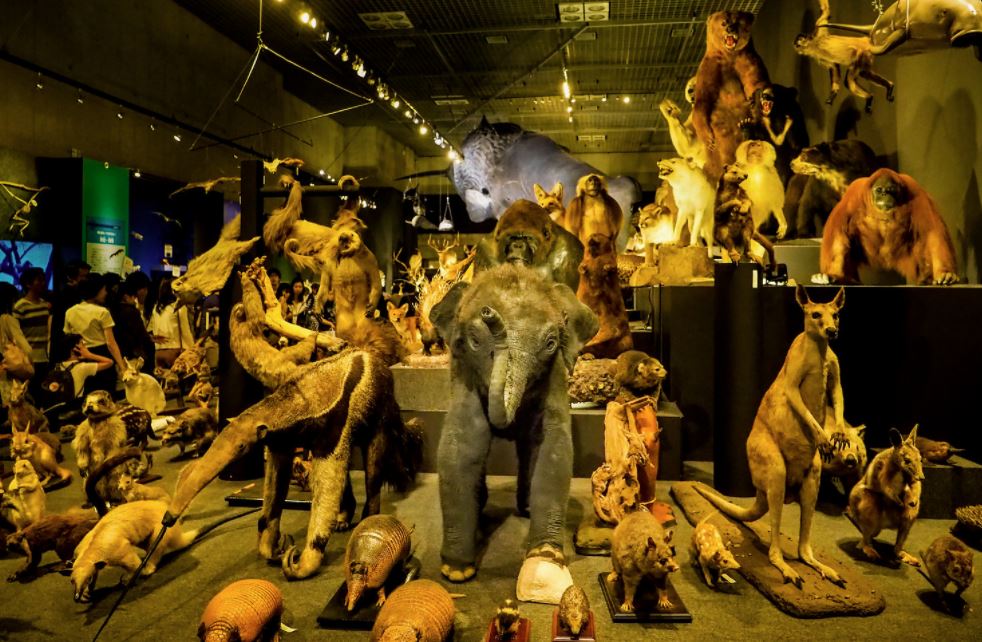 museos de animales disecados en tokio