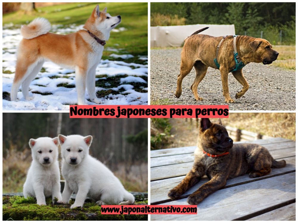 nombres japoneses para perros - japon alternativo