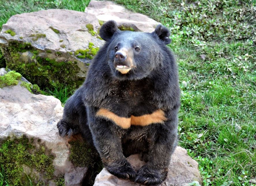 oso negro japones Ursus thibetanus
