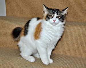 12 Razas de Gatos Japoneses y Asiáticos 【Famosas】 ⛩️