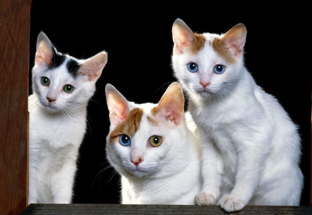razas de gatos japoneses - japon alternativo