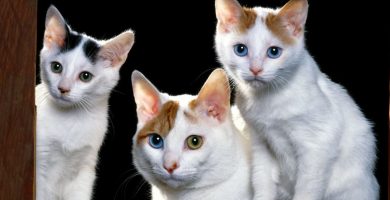 razas de gatos japoneses - japon alternativo