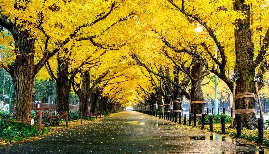 arbol hojas amarillas otoño japon
