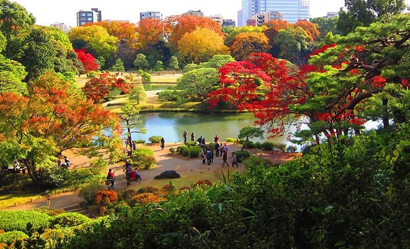 hojas del otoño en japon