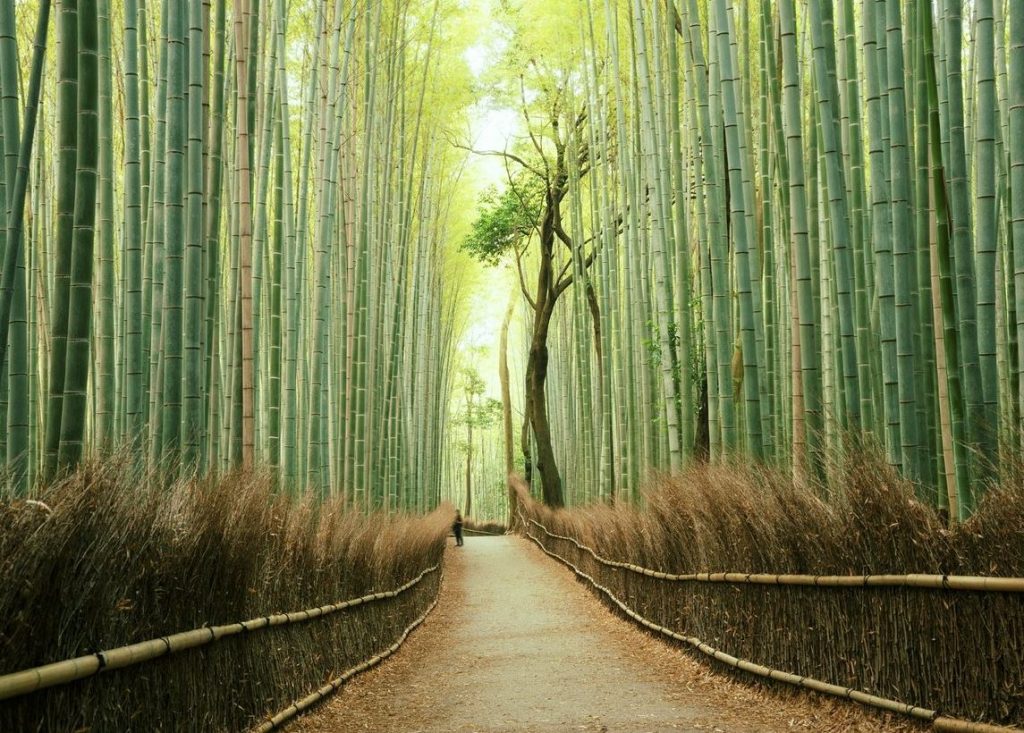 viaje a japón con guía