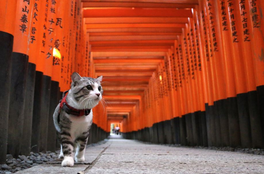 cuando es el dia del gato en japon