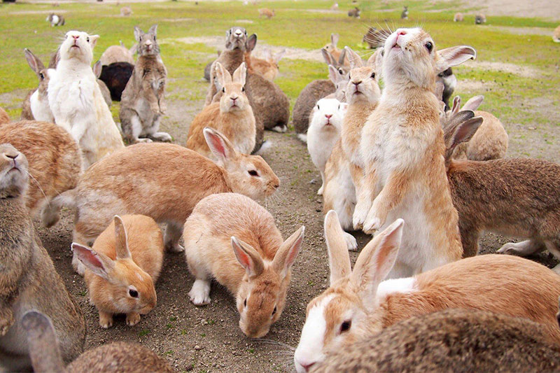 isla de los conejos en Japón