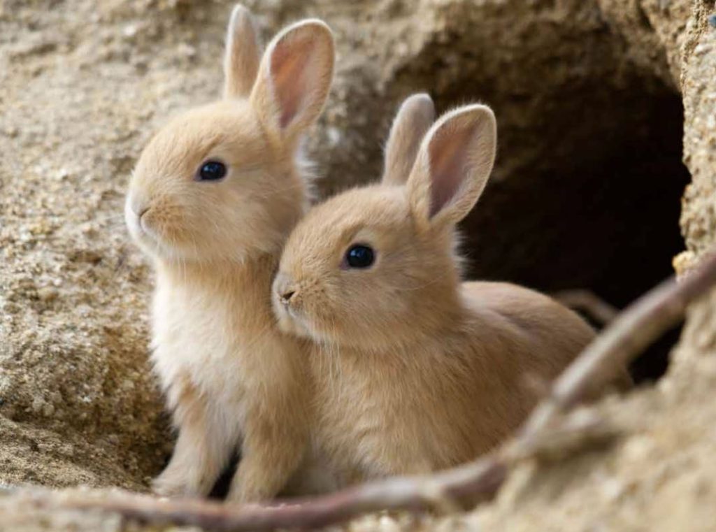 conejo japones pequeño
