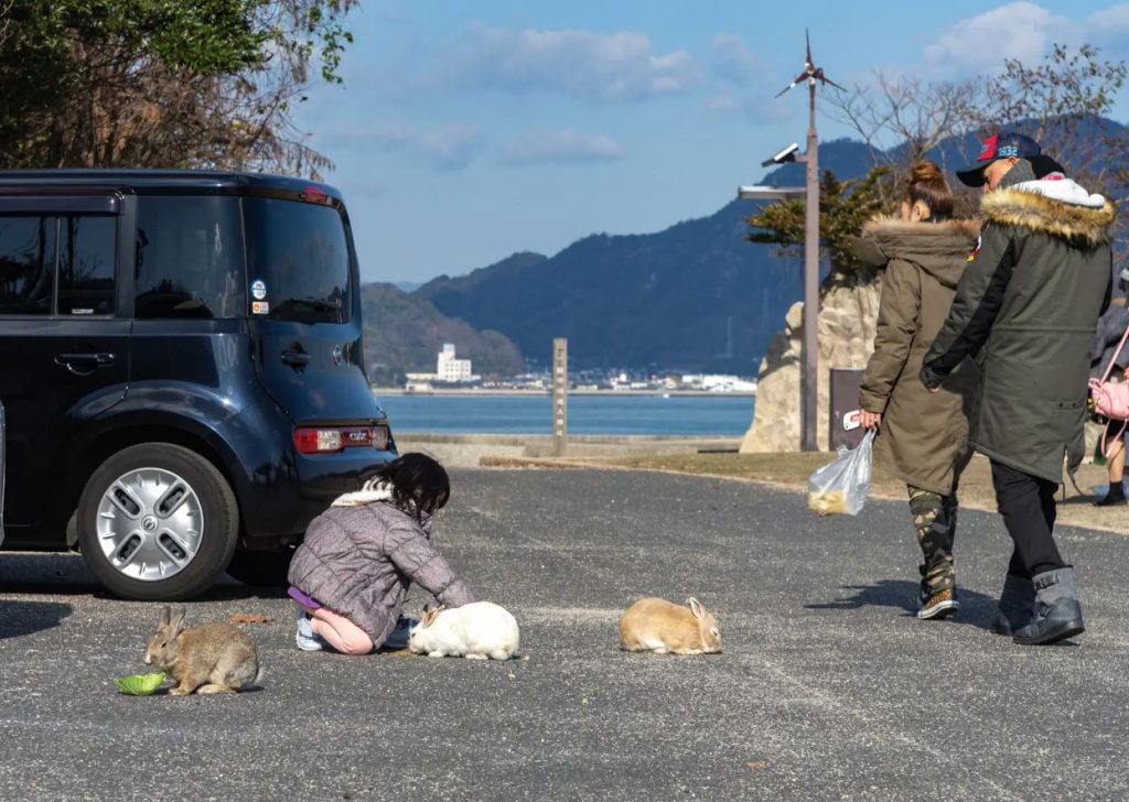 conejos adorables bellos en japon