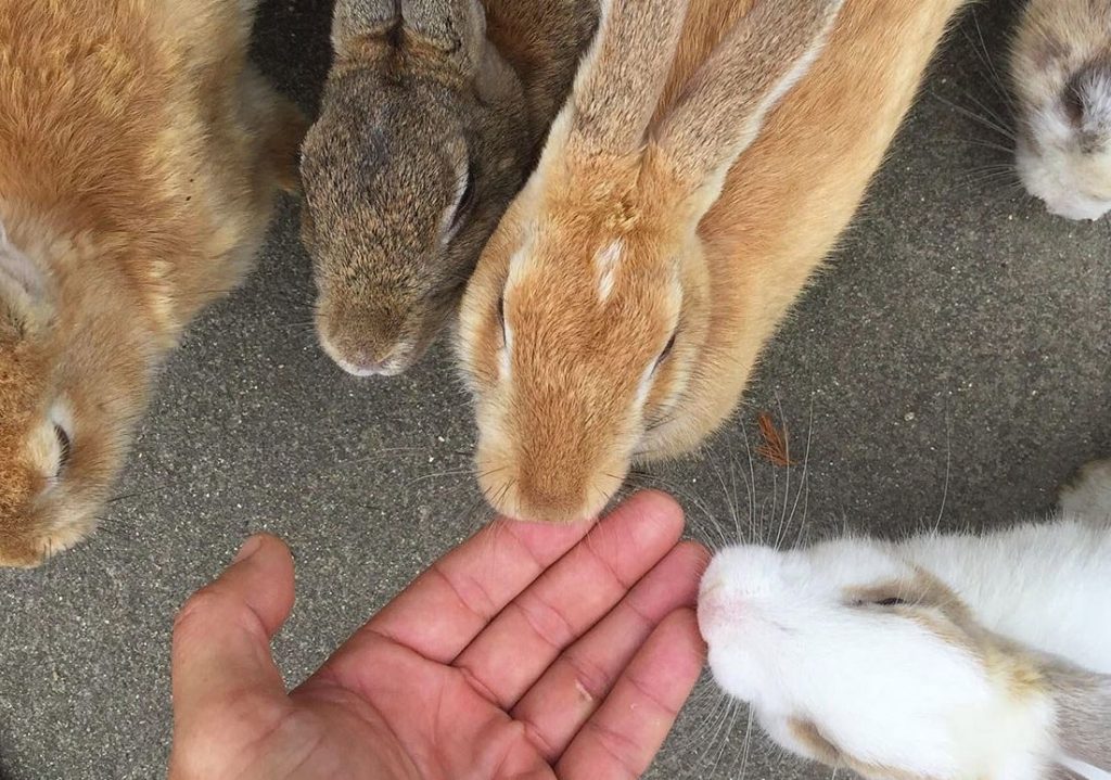 dar de comer a los conejos en japón