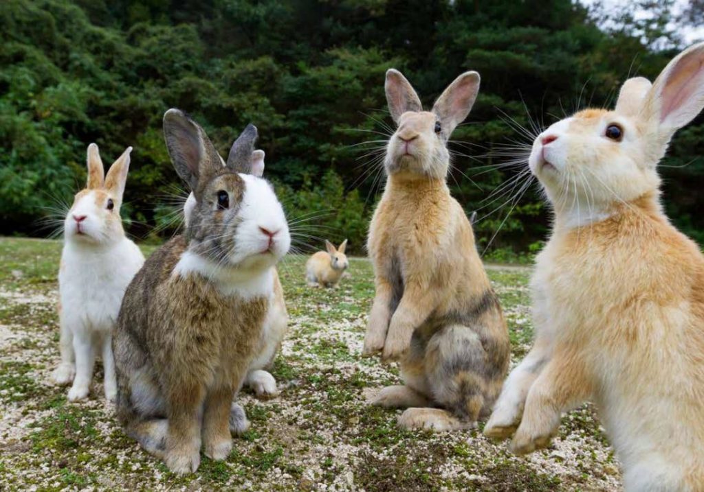 la isla de los conejos en japón
