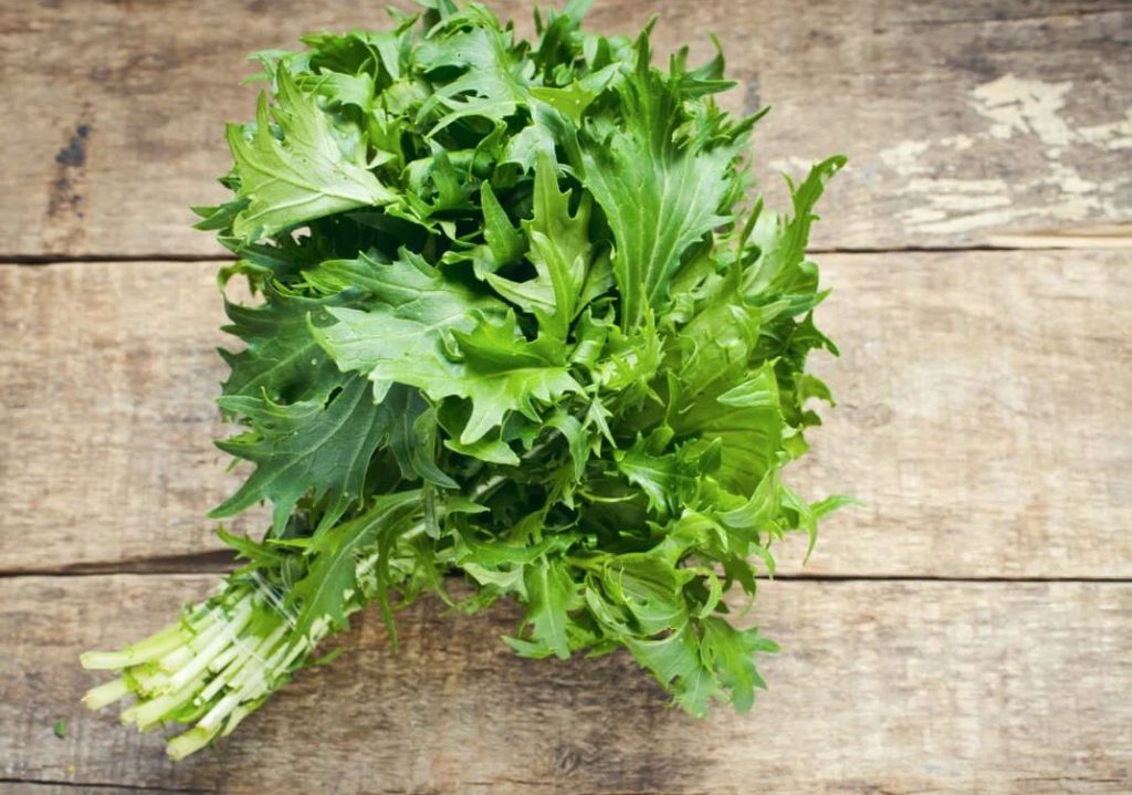 lechugas japonesas mizuna lechugas japonesas mizuna