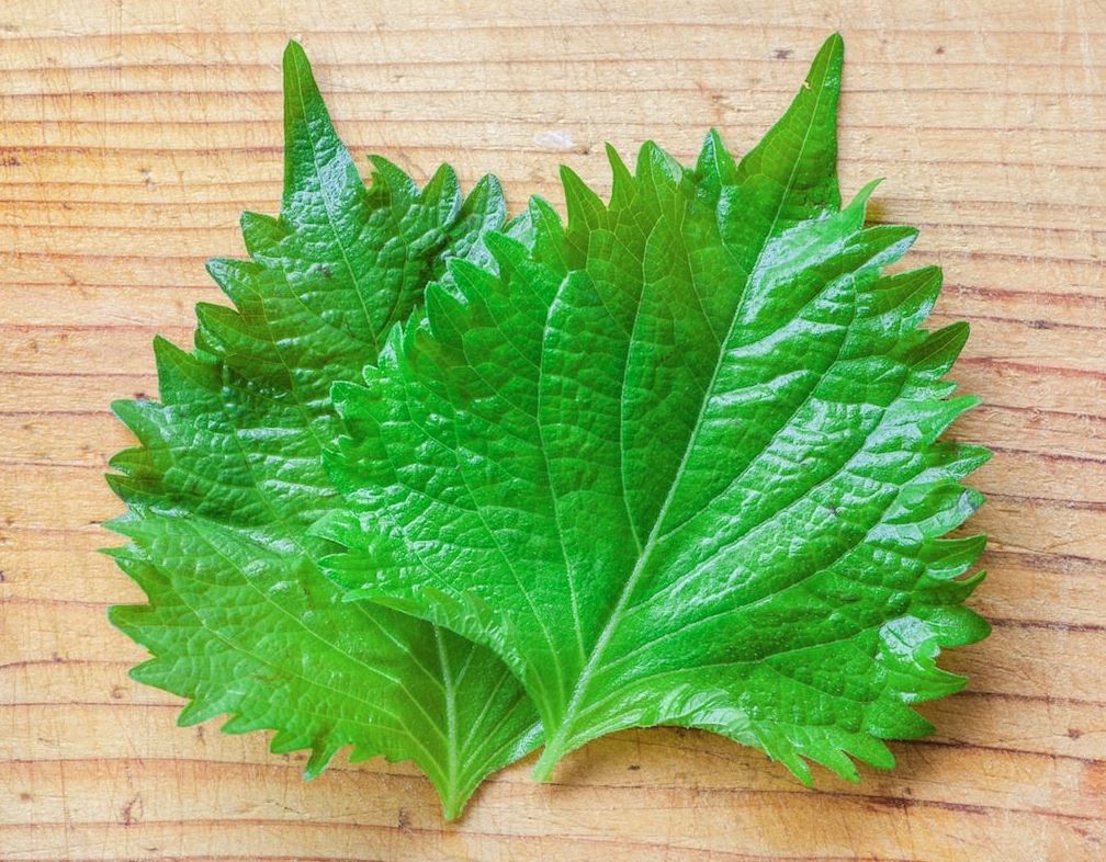 plantas aromaticas japonesas shiso plantas aromaticas japonesas shiso