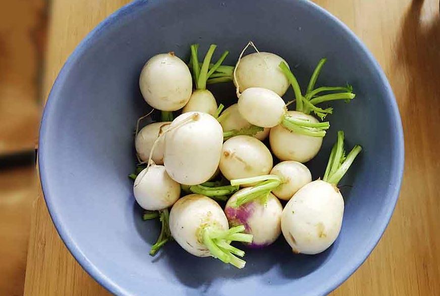 tuberculo japones nabo blanco tuberculo japones nabo blanco