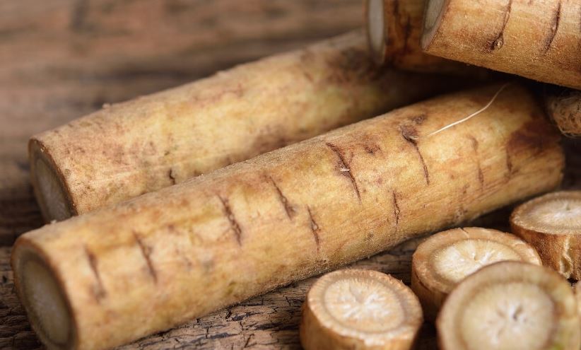 tuberculos de japon populares tuberculos de japon populares