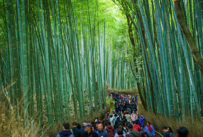 a que hora ir al bosque de bambu a que hora ir al bosque de bambu