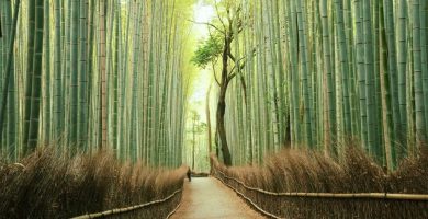 arashiyama bamboo grove japan