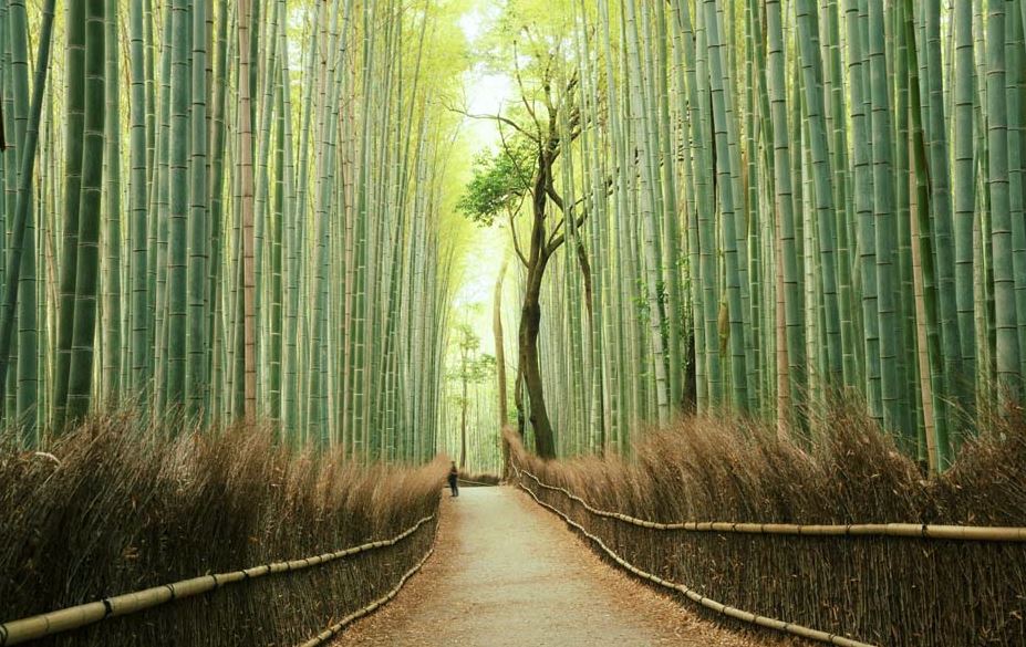 arashiyama bamboo grove japan