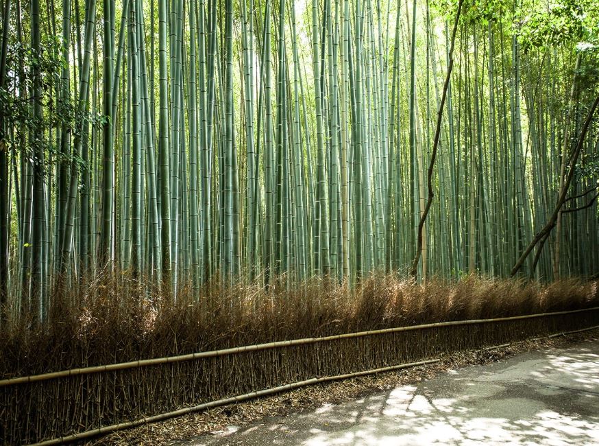 arashiyama bamboo forest kyoto arashiyama bamboo forest kyoto