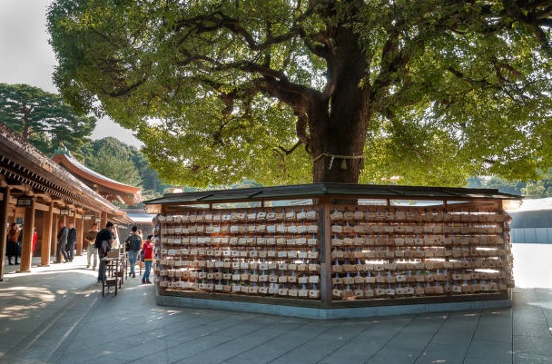 arbol de alcanfor en japon arbol de alcanfor en japon