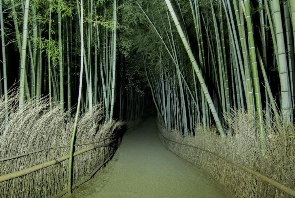 bambues por la noche en japon bambues por la noche en japon