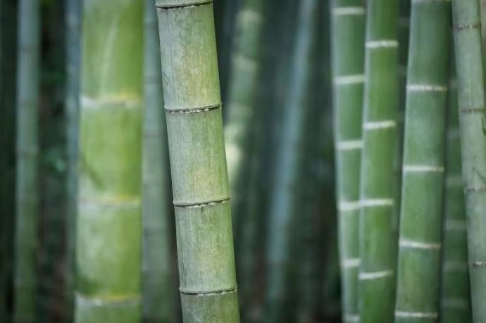 bosque bambu japon precio bosque bambu japon precio