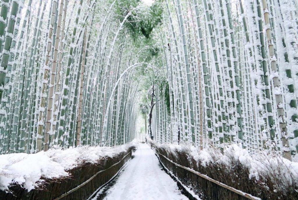 bosque de bambu nevado nieve japon bosque de bambu nevado nieve japon
