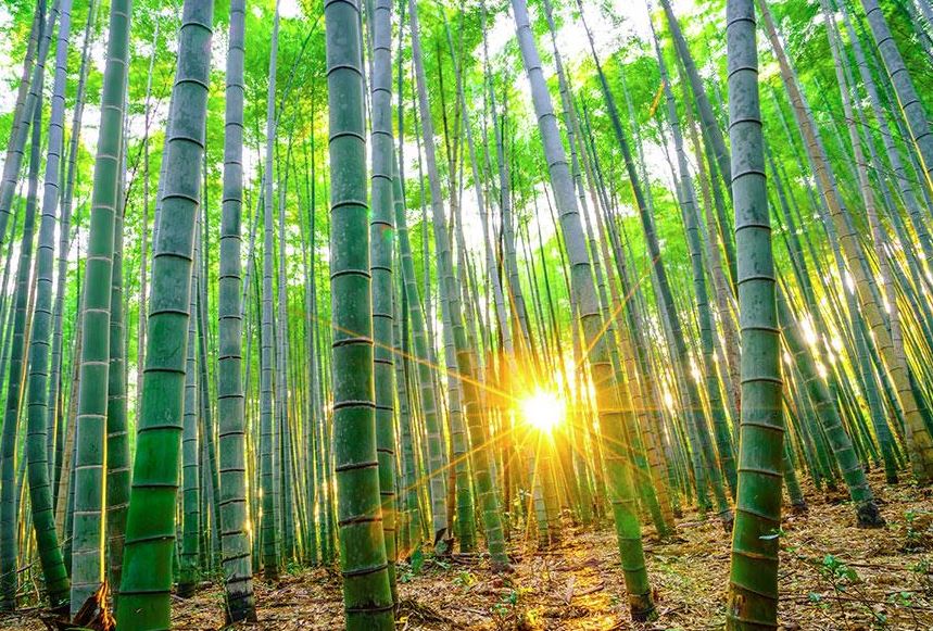 mejor bosque de bambu de japon mejor bosque de bambu de japon