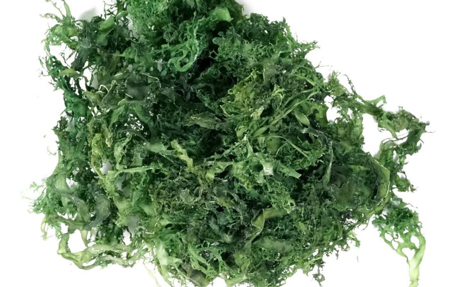 alga japonesa tosaka alga japonesa tosaka