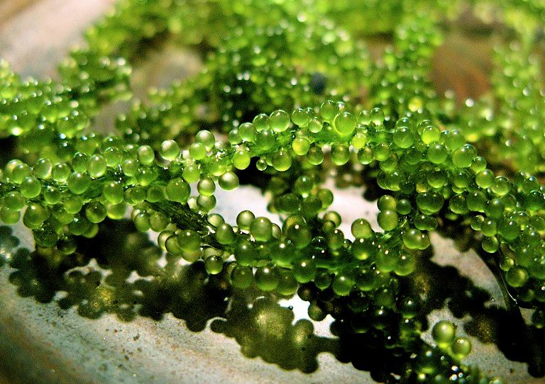 alga para comer rara original alga para comer rara original