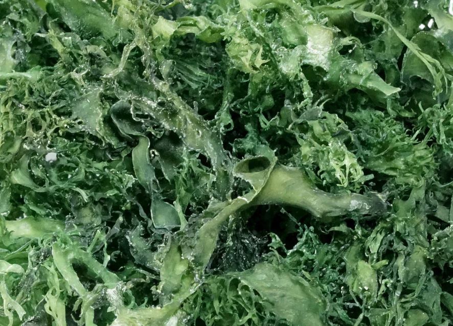 algas japonesas famosas japón alternativo algas japonesas famosas japón alternativo