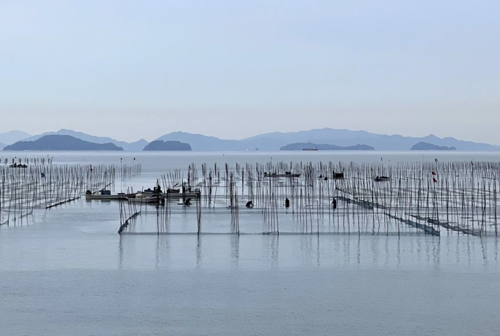 cultivo de algas japonesa cultivo de algas japonesa