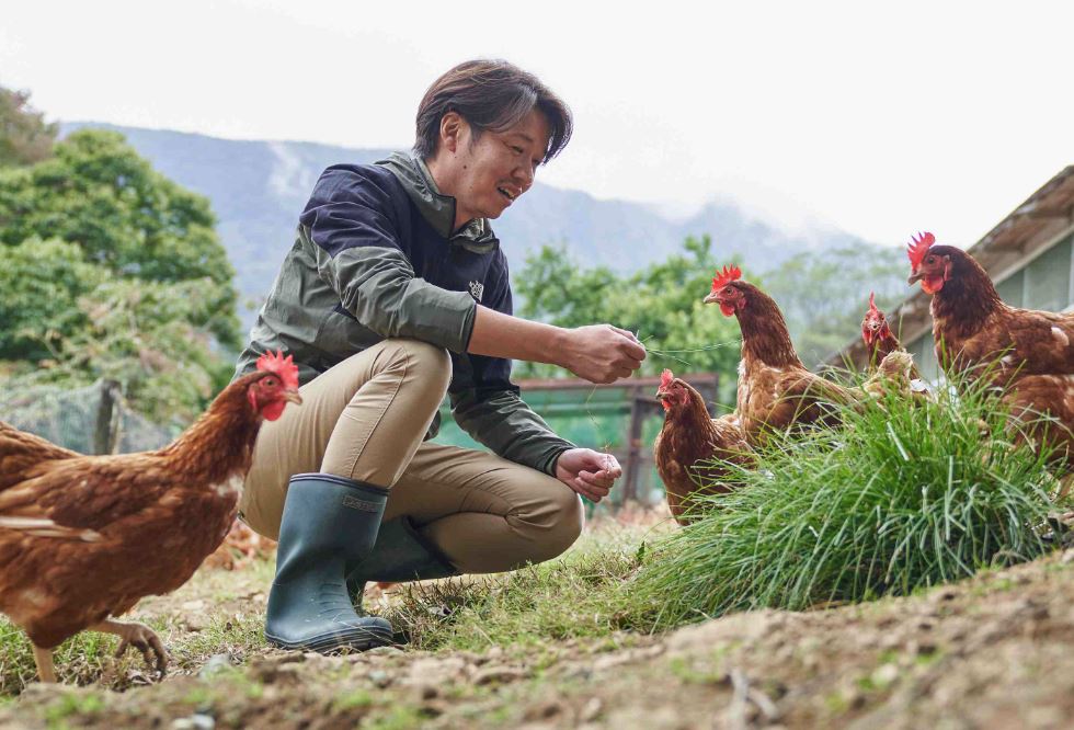 gallinas en granjas japonesas gallinas en granjas japonesas