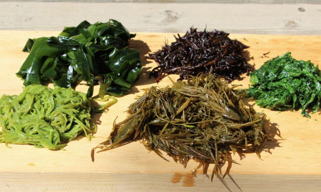 mejores algas para comer en japon mejores algas para comer en japon