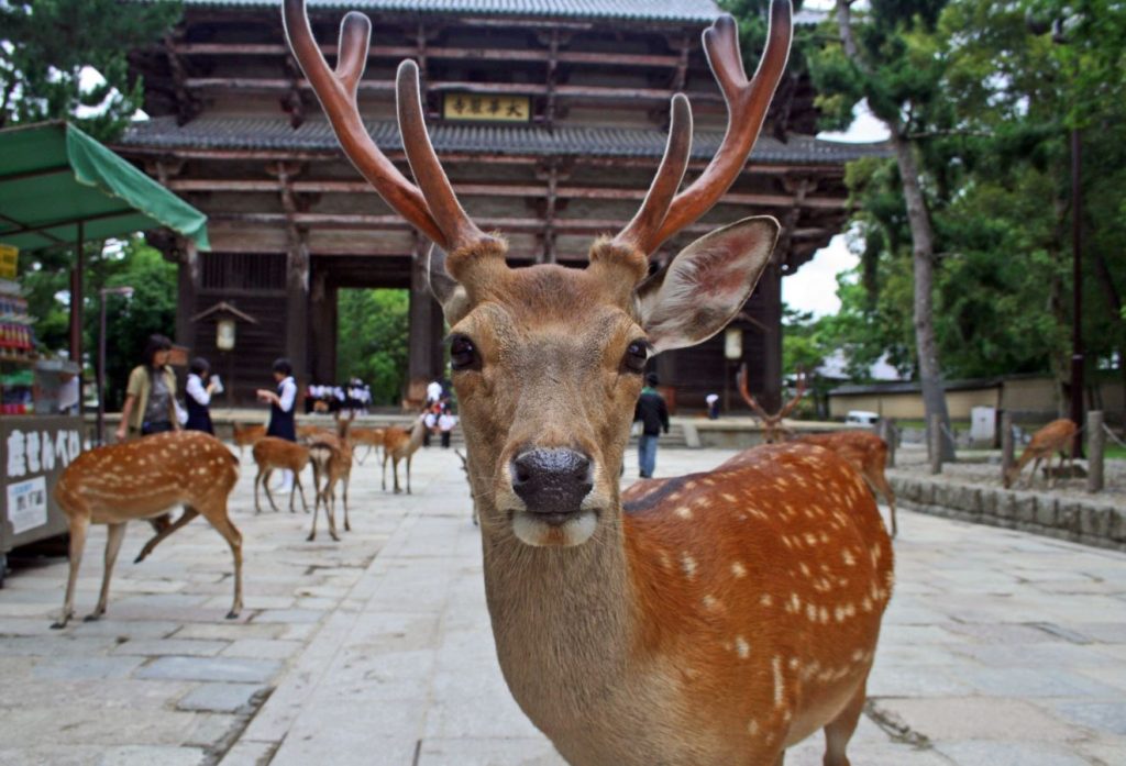 mejores free tours en nara