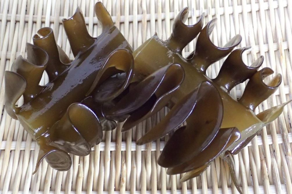 mekabu wakame alga japonesa mekabu wakame alga japonesa