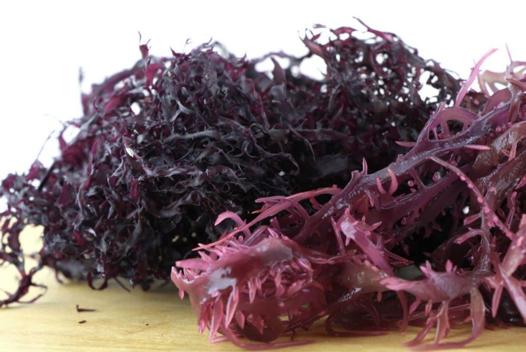 tipos de alga marina en japon tipos de alga marina en japon