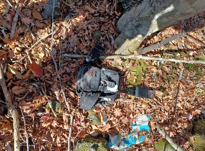 bosque aokigahara japon