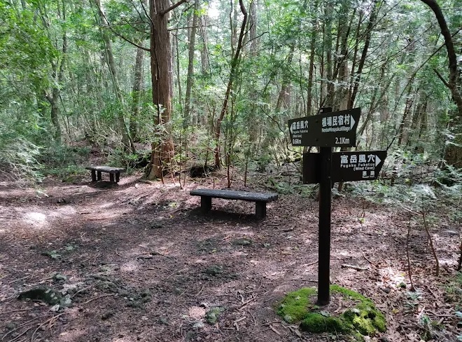 bosque de los suicidas japon Aokigahara