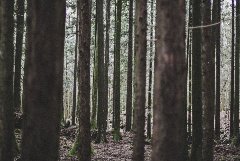 bosque de los suicidas japón alternativo