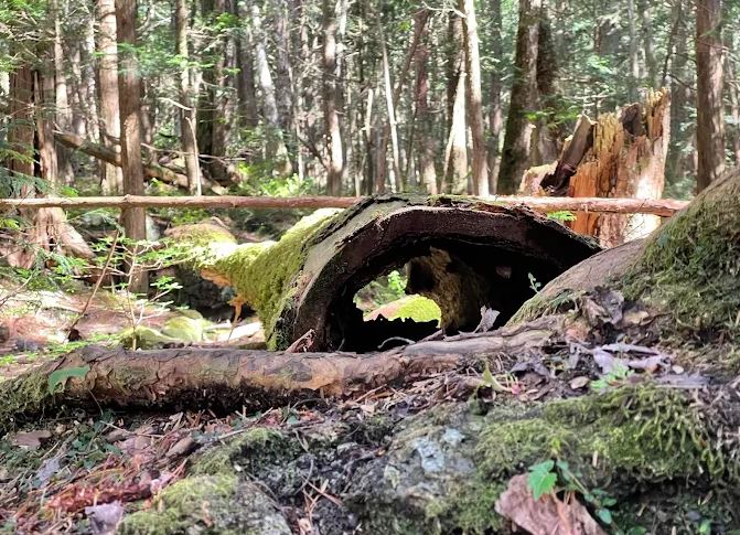 el bosque de los suicidios japon