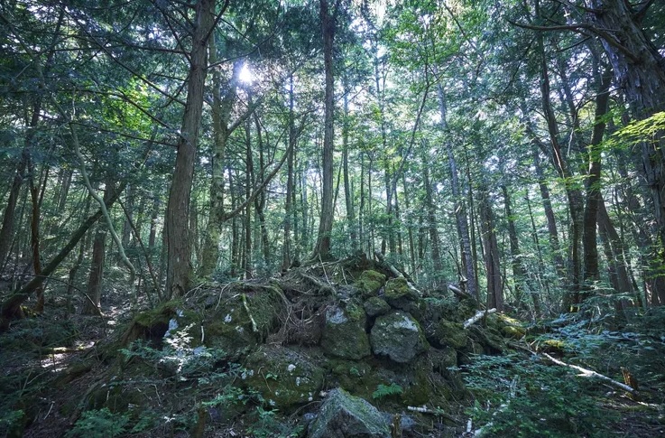 el bosque de los suicidos en japon