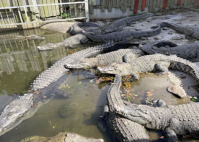 donde ver cocodrilos en japon