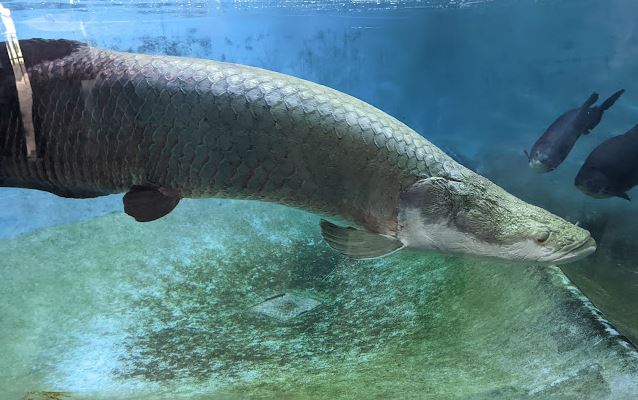 peces gigantes en japon