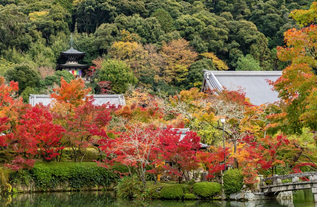 guia de visita templo eikando japon