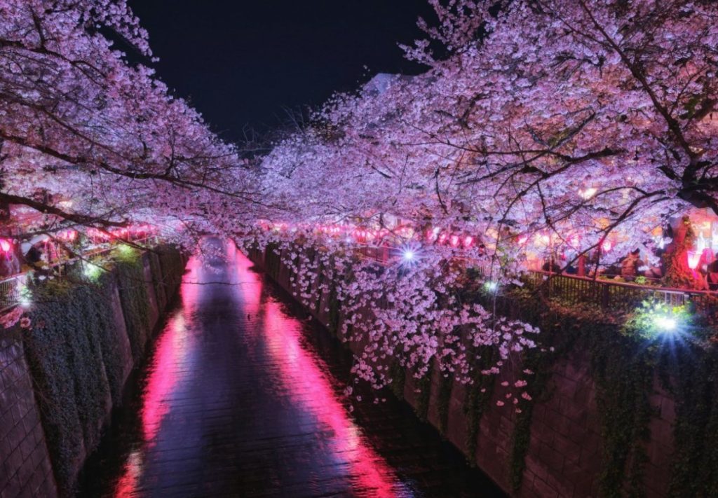 rio meguro de tokio en primavera