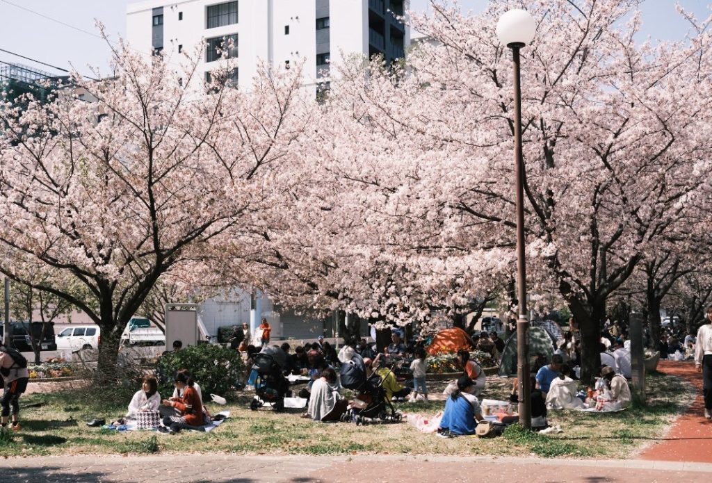época de hanami en japon época de hanami en japon