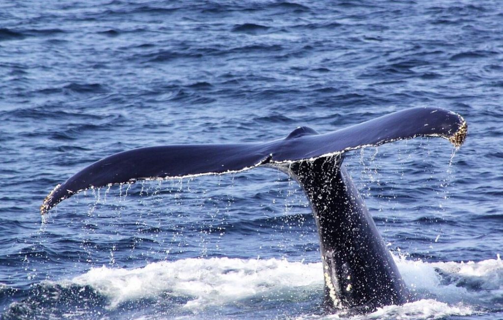 alimento de algunas ballenas japonesas alimento de algunas ballenas japonesas
