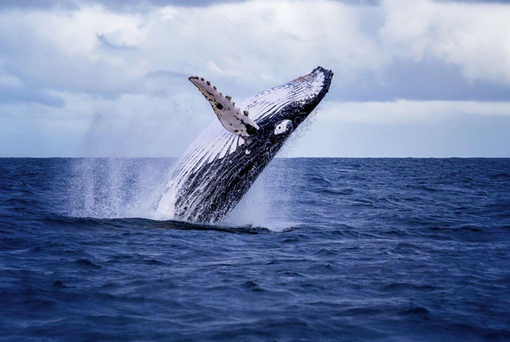 caza ballenas japon caza ballenas japon