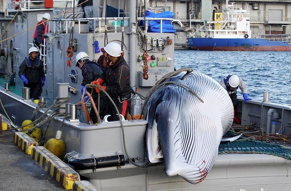 cazando ballenas en japón